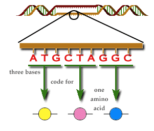 Den genetiska koden Tre