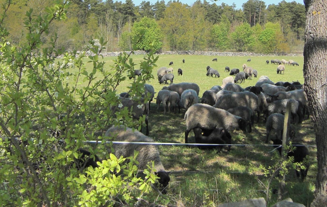 Lamm bra marknadskanaler behövs