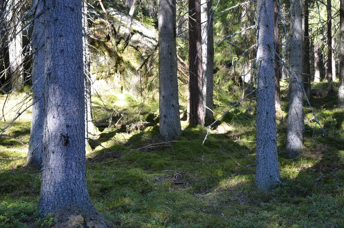 Enligt skogsbruksplanen uppgår virkesförrådet till 4 300 m3sk eller 217 m3sk/ha, varav 2 300 m3sk är slutavverkningsskog.