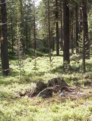 Träd ska växa tätt för att få bra kvalité Persson