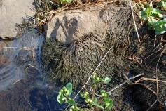 I området finns inga potentiella vandringshinder för fisk. Ca 50 NW från mynningen finns den närmaste villan och framför den har en pir och vågbrytare anlagts.