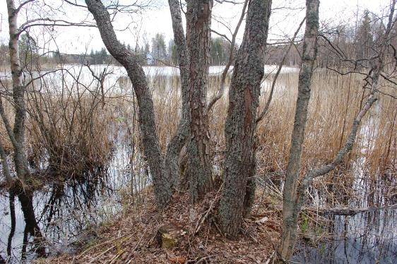 4.5. Avsnitt 4 Avsnittet är 251 m långt och kanalliknande. Det har tidigare rensats. Fåran är i snitt 4 m bred och ca 1m djup. Den maximala bredden är ca 7m.