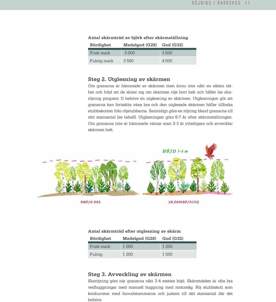 utglesning av skärmen. Utglesningen gör att granarna kan fortsätta växa bra och den utglesade skärmen håller tillbaka stubbskotten från röjstubbarna.