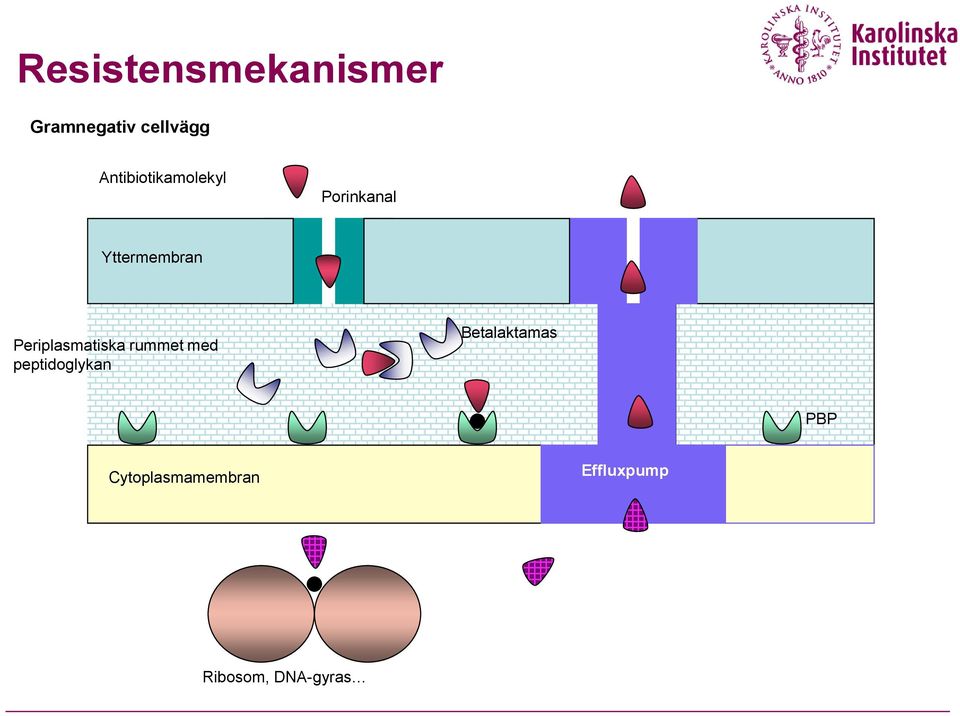 Periplasmatiska rummet med peptidoglykan