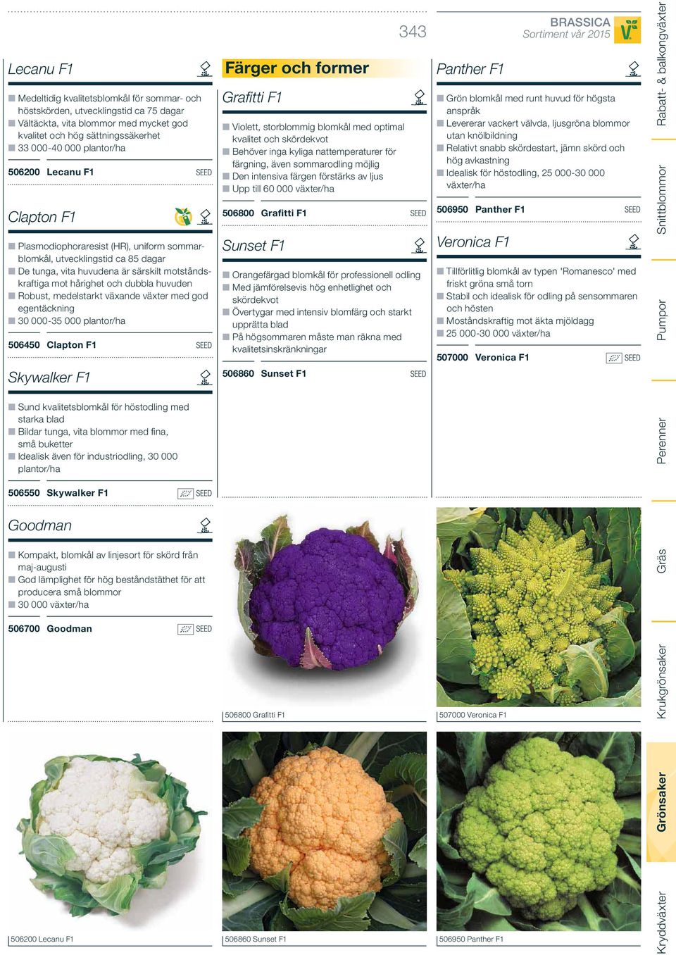medelstarkt växande växter med god egentäckning 30 000-35 000 plantor/ha 506450 Clapton F1 SEED Skywalker F1 Sund kvalitetsblomkål för höstodling med starka blad Bildar tunga, vita blommor med fina,