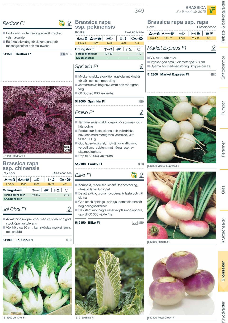 stocklöpningstolerans Växthöjd ca 30 cm, kan skördas mycket jämnt och snabbt 511900 Joi Choi F1 SEED Brassica rapa ssp.
