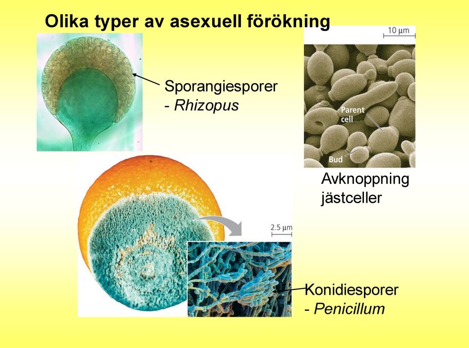 Rhizopus Avknoppning