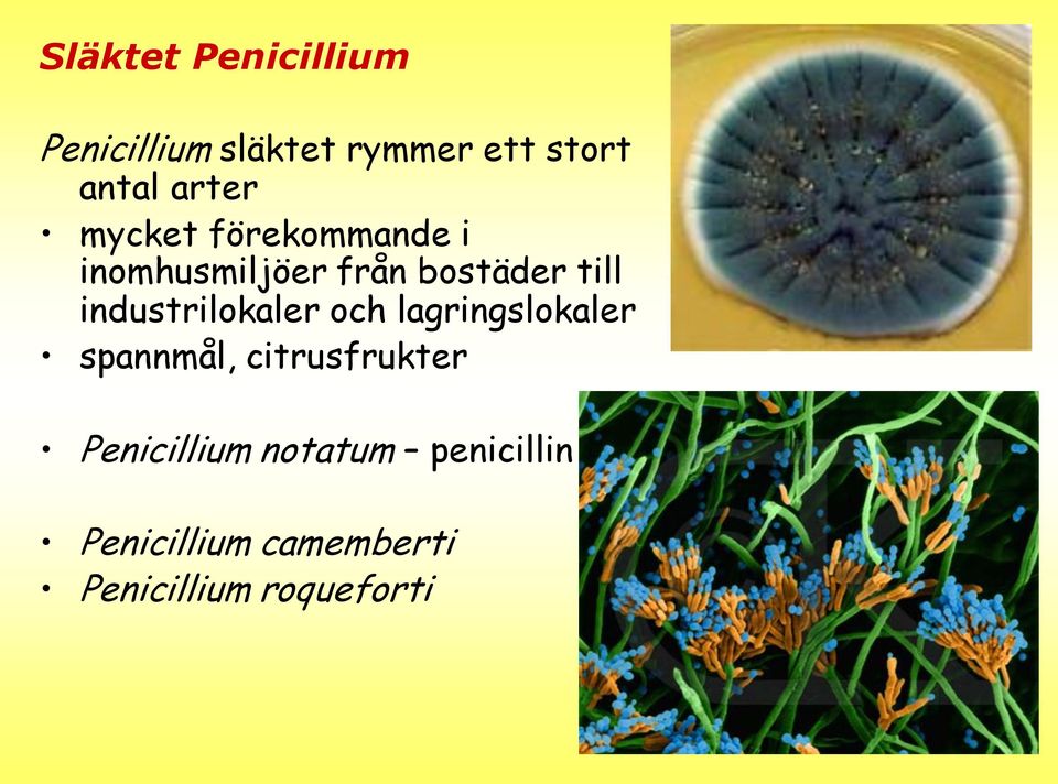 industrilokaler och lagringslokaler spannmål, citrusfrukter