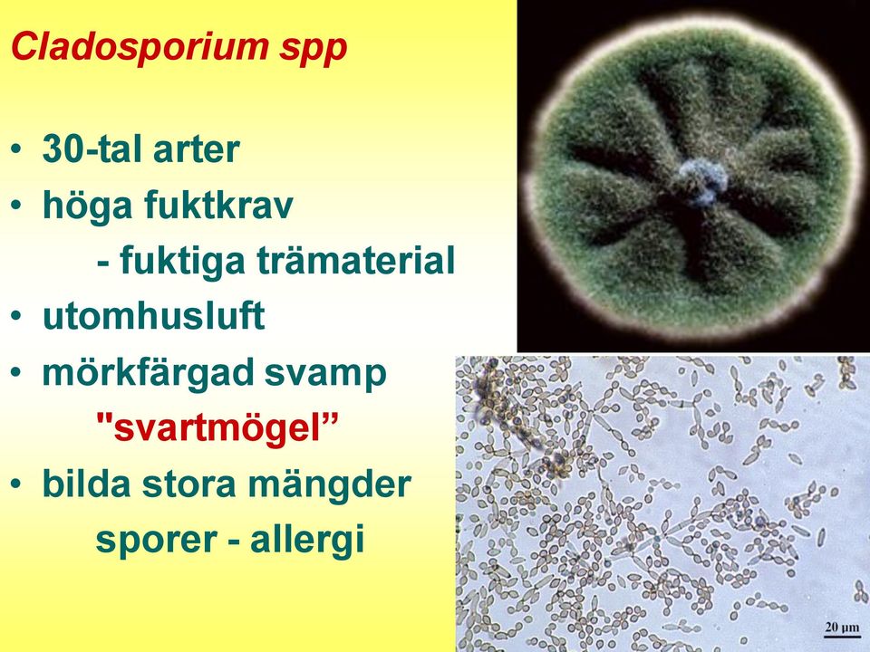 utomhusluft mörkfärgad svamp