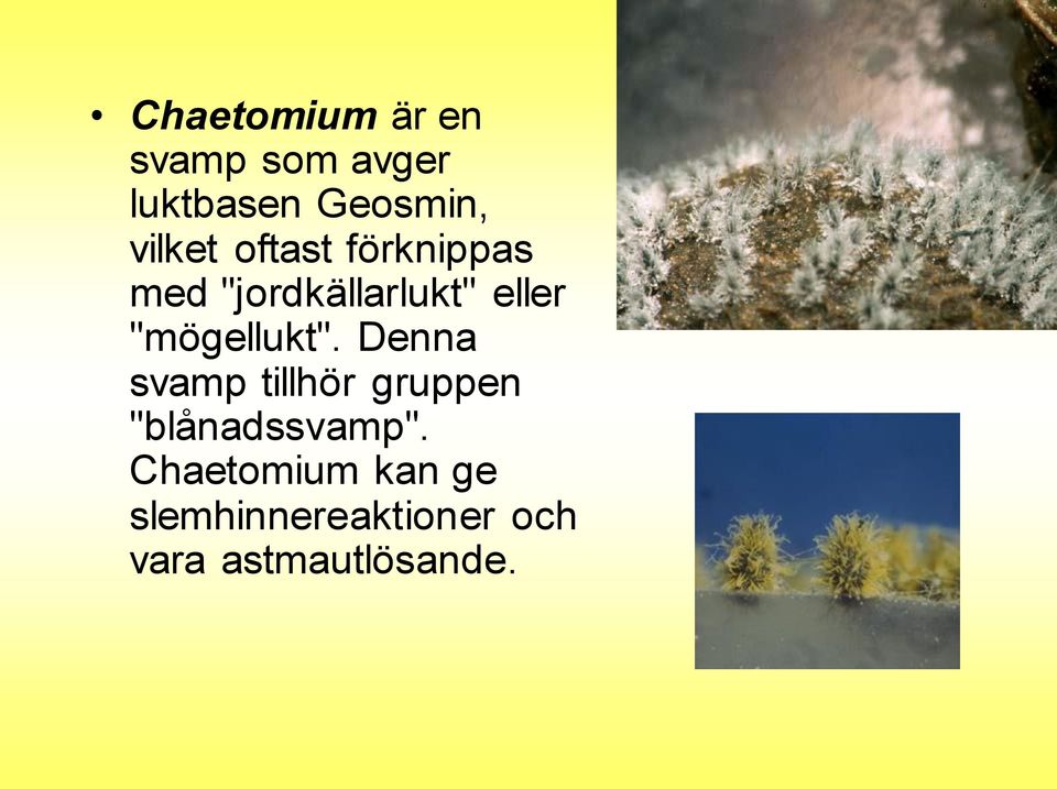 "mögellukt". Denna svamp tillhör gruppen "blånadssvamp".