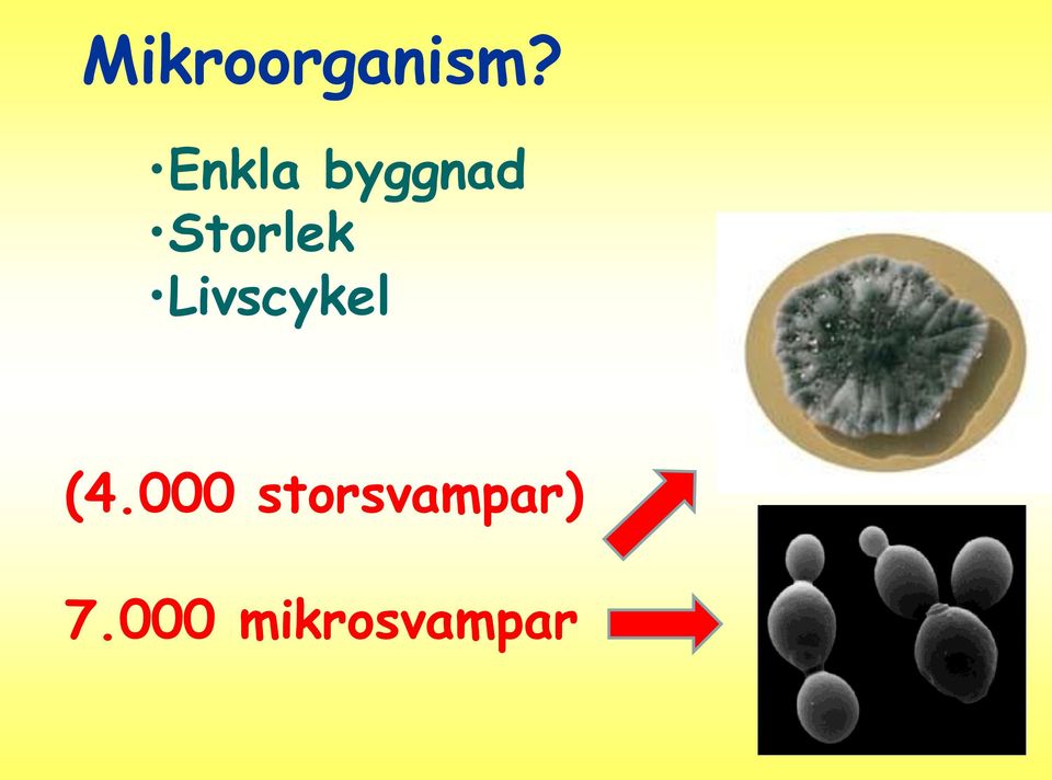 Livscykel (4.