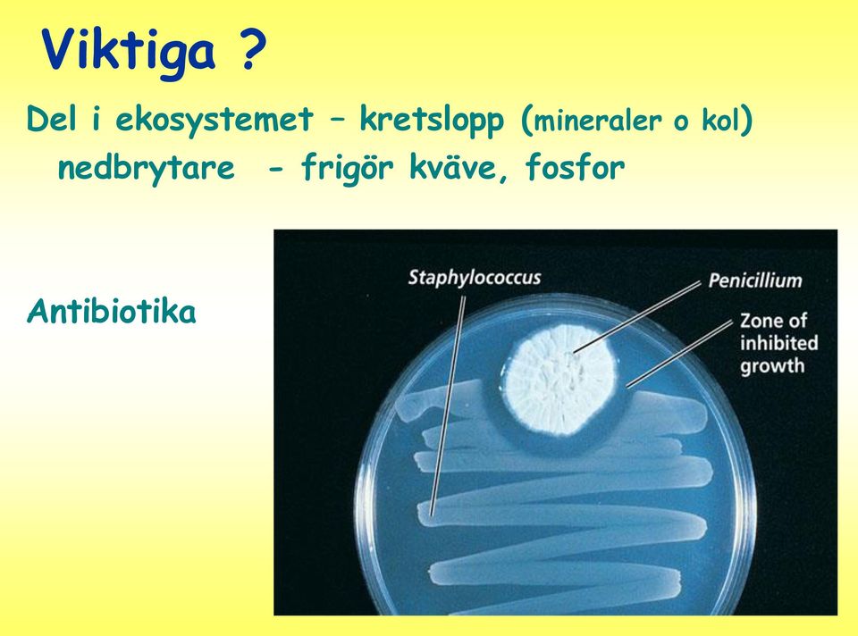 kretslopp (mineraler o