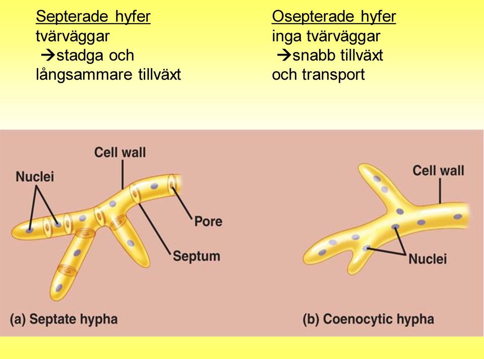 tillväxt Osepterade hyfer