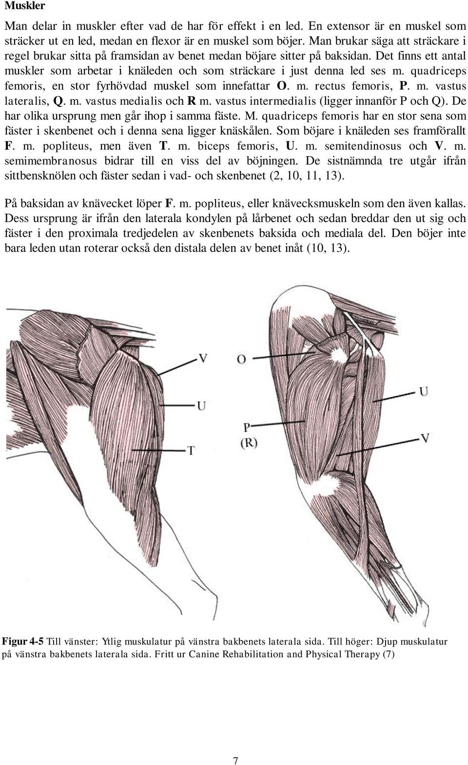 quadriceps femoris, en stor fyrhövdad muskel som innefattar O. m. rectus femoris, P. m. vastus lateralis, Q. m. vastus medialis och R m. vastus intermedialis (ligger innanför P och Q).