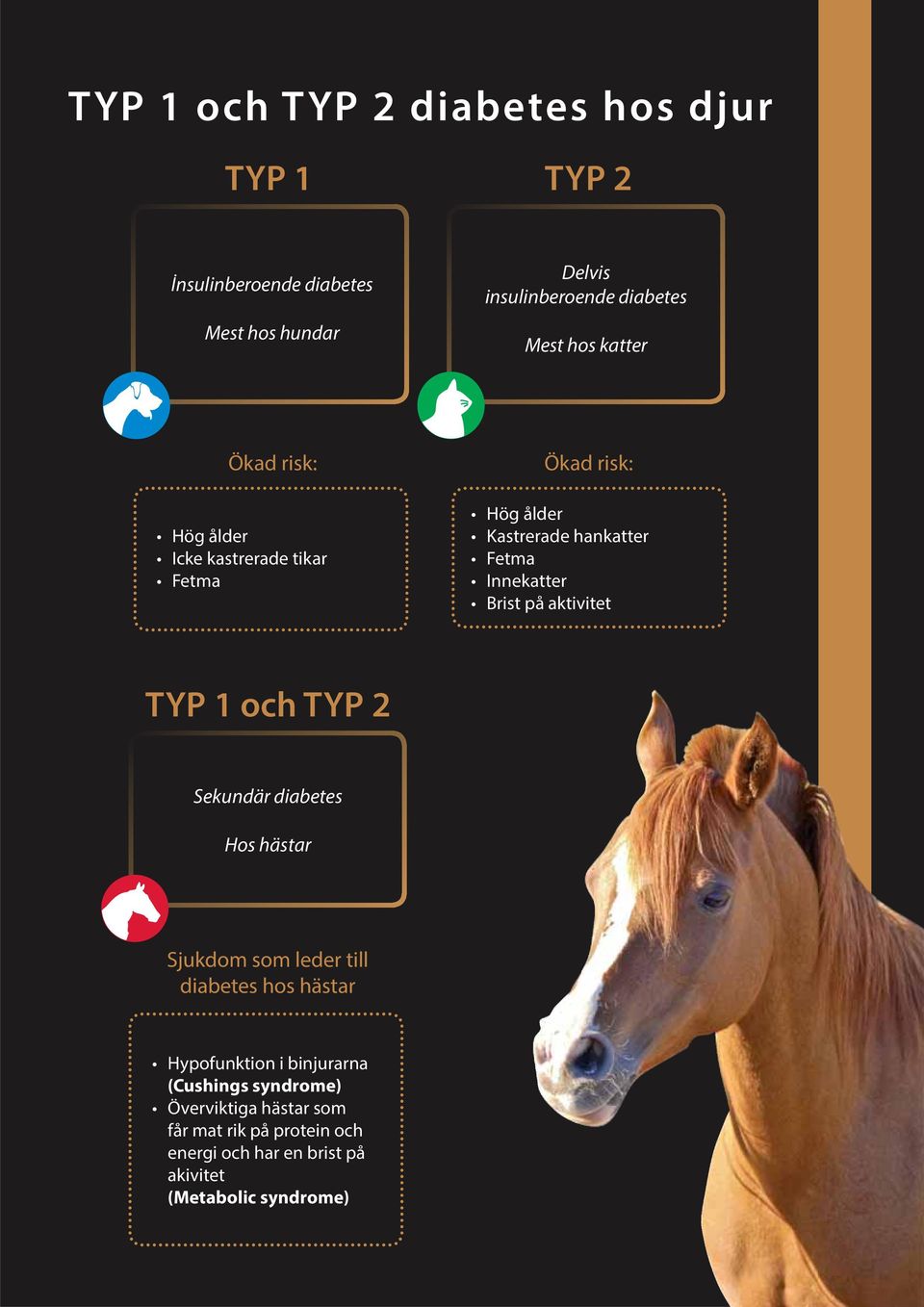 på aktivitet TYP 1 och TYP 2 Sekundär diabetes Hos hästar Sjukdom som leder till diabetes hos hästar Hypofunktion i