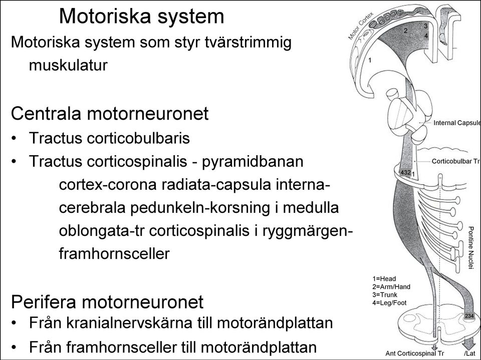 corticospinalis i ryggmärgen- framhornsceller Perifera motorneuronet Från kranialnervskärna till motorändplattan 4321 1=Head