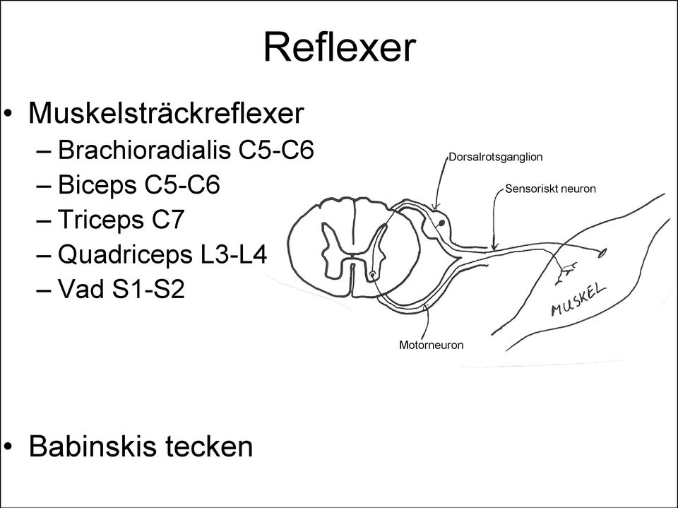 Triceps C7 Quadriceps L3-L4 Vad S1-S2