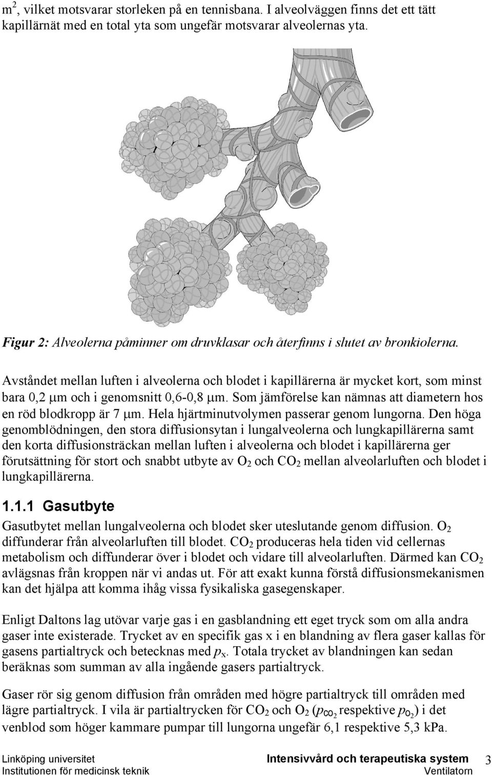 Avståndet mellan luften i alveolerna och blodet i kapillärerna är mycket kort, som minst bara 0,2 µm och i genomsnitt 0,6-0,8 µm. Som jämförelse kan nämnas att diametern hos en röd blodkropp är 7 µm.