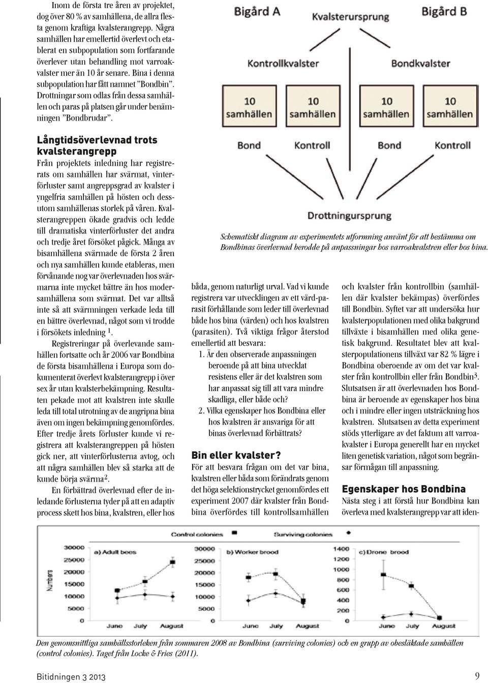 Bina i denna subpopulation har fått namnet Bondbin. Drottningar som odlas från dessa samhällen och paras på platsen går under benämningen Bondbrudar.