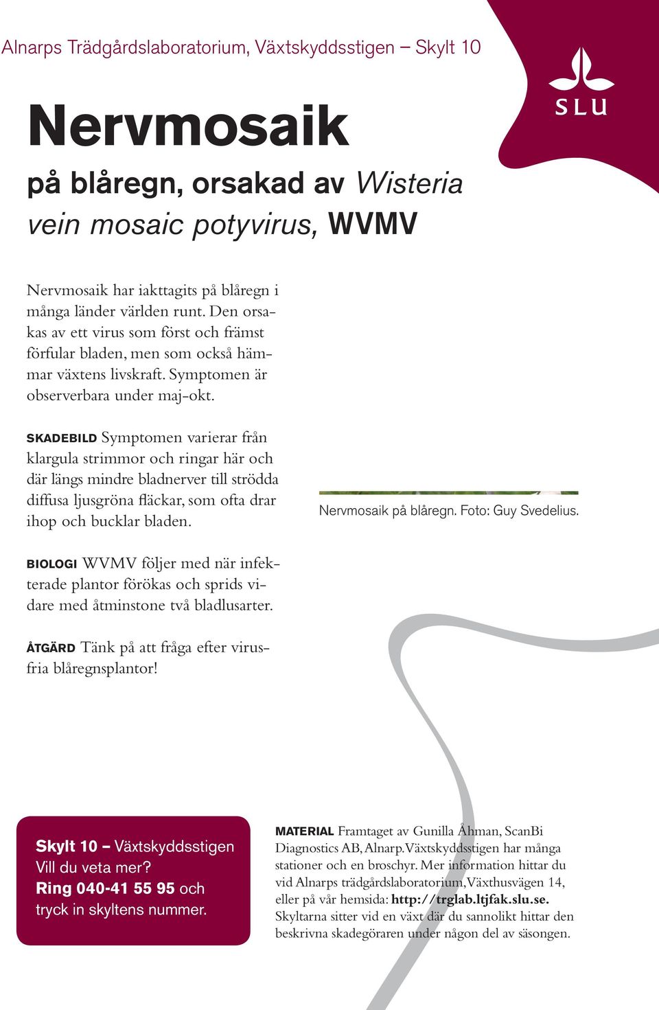 s k a d e b i l d Symptomen varierar från klargula strimmor och ringar här och där längs mindre bladnerver till strödda diffusa ljusgröna fläckar, som ofta drar ihop och bucklar bladen.