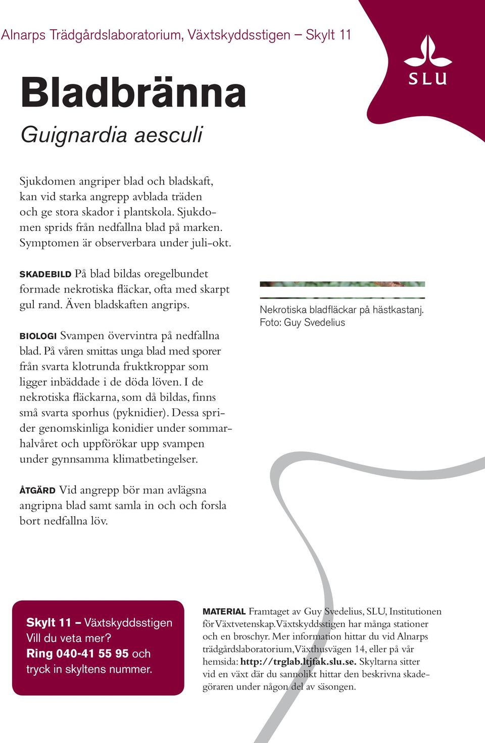 Även bladskaften angrips. b i o l o g i Svampen övervintra på nedfallna blad. På våren smittas unga blad med sporer från svarta klotrunda fruktkroppar som ligger inbäddade i de döda löven.