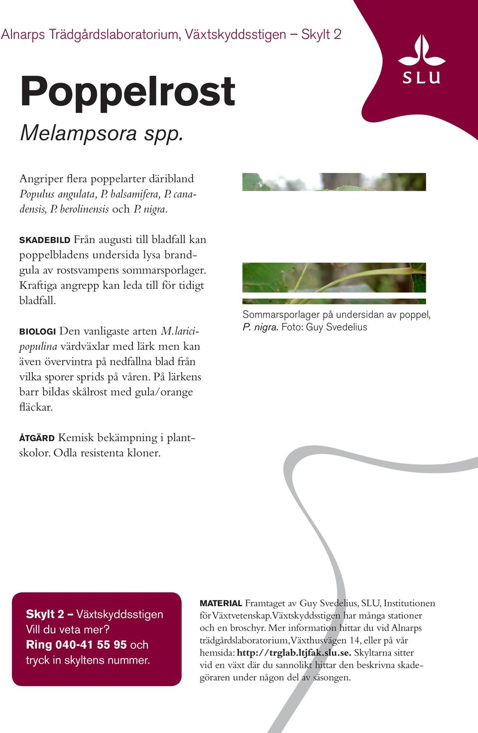 biologi Den vanligaste arten M.laricipopulina värdväxlar med lärk men kan även övervintra på nedfallna blad från vilka sporer sprids på våren. På lärkens barr bildas skålrost med gula/orange fläckar.