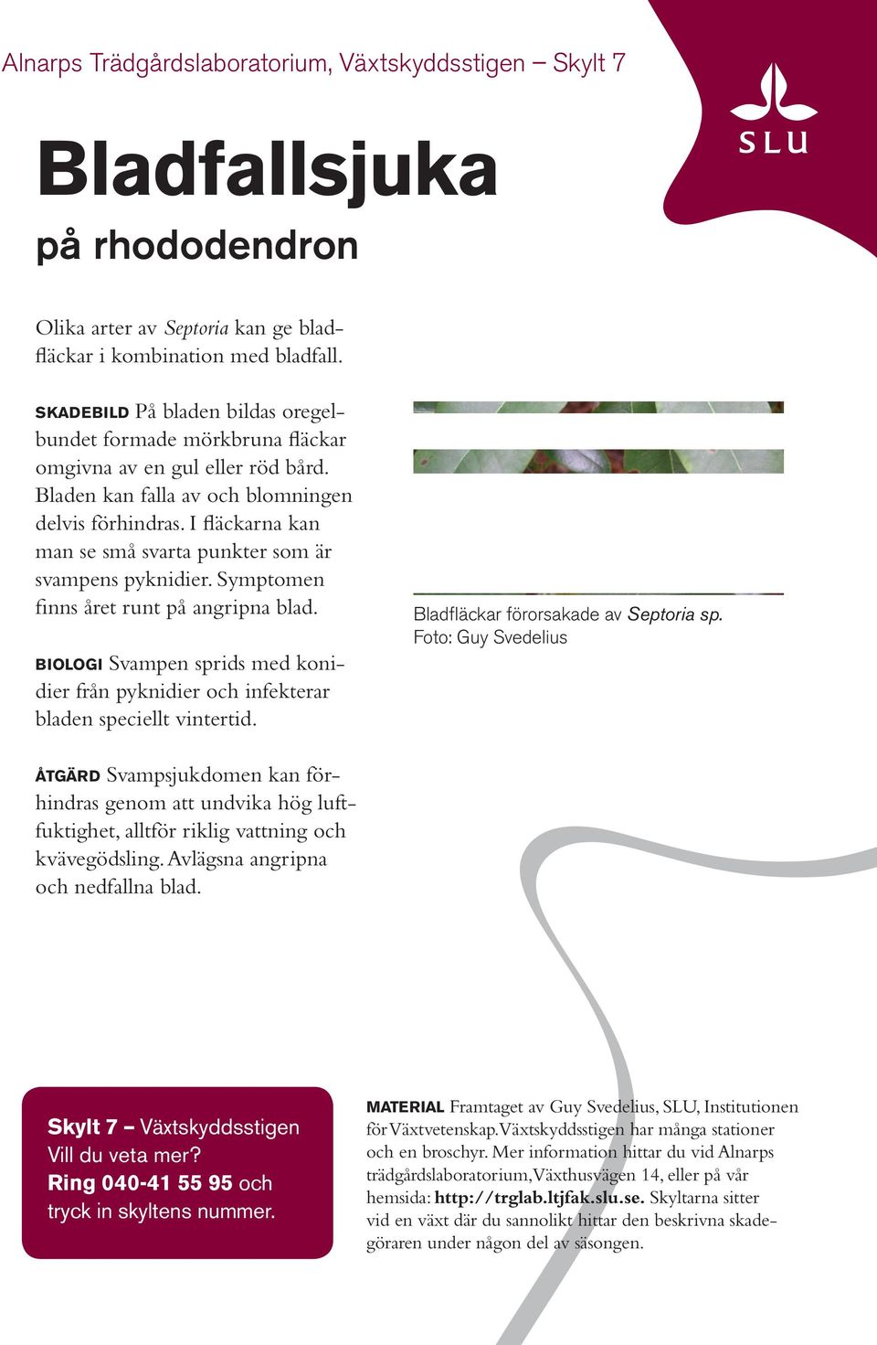 I fläckarna kan man se små svarta punkter som är svampens pyknidier. Symptomen finns året runt på angripna blad.