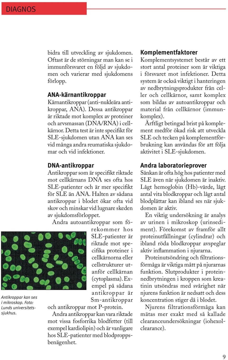 Dessa antikroppar är riktade mot komplex av proteiner och arvsmassan (DNA/RNA) i cellkärnor.