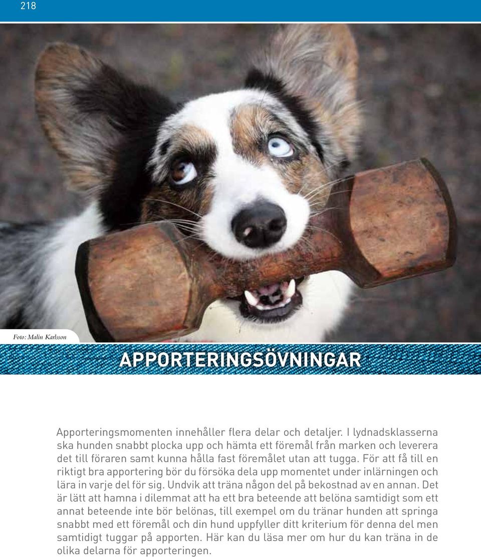 För att få till en riktigt bra apportering bör du försöka dela upp momentet under inlärningen och lära in varje del för sig. Undvik att träna någon del på bekostnad av en annan.