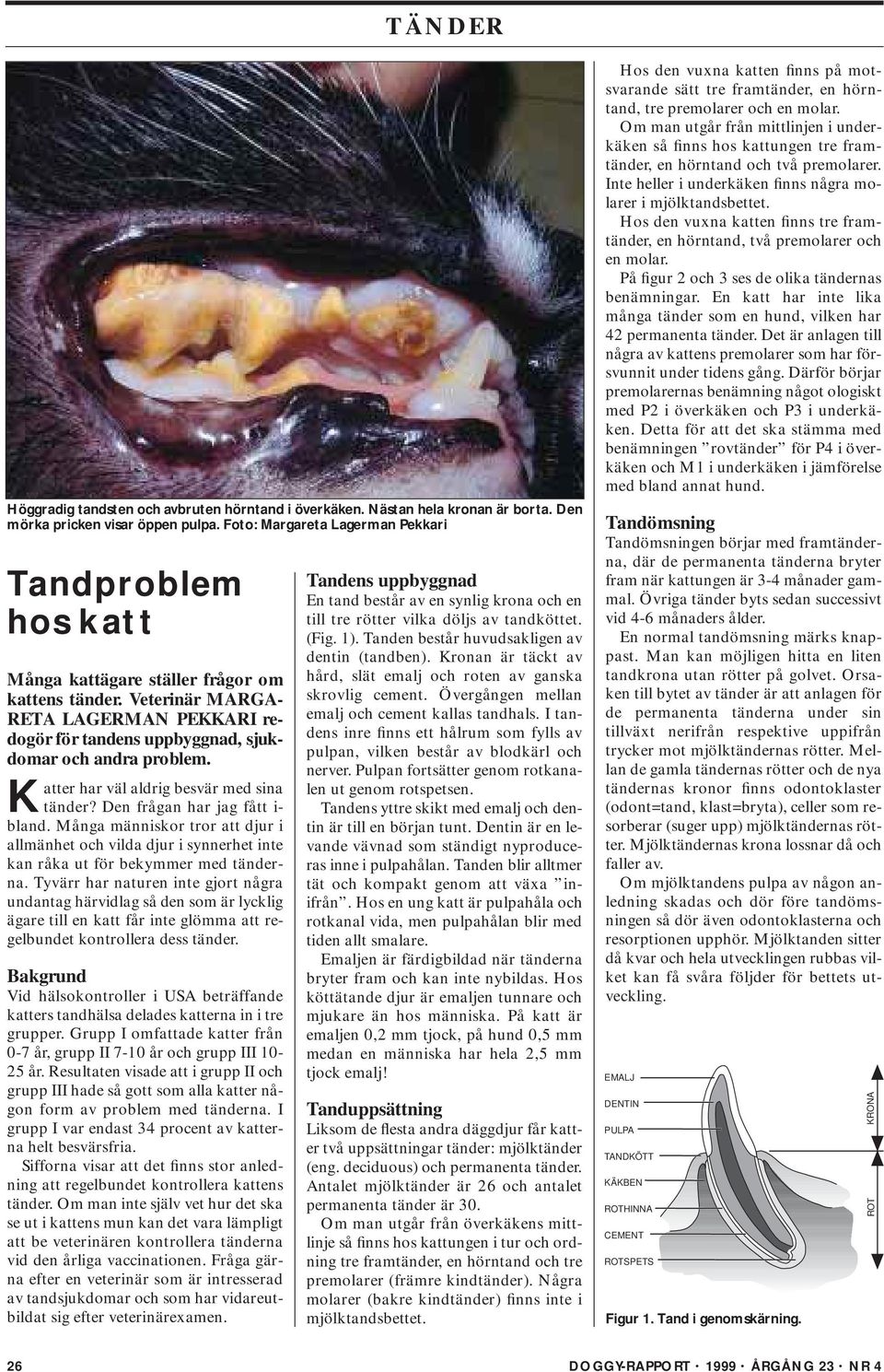Veterinär MARGA- RETA LAGERMAN PEKKARI redogör för tandens uppbyggnad, sjukdomar och andra problem. Katter har väl aldrig besvär med sina tänder? Den frågan har jag fått i- bland.