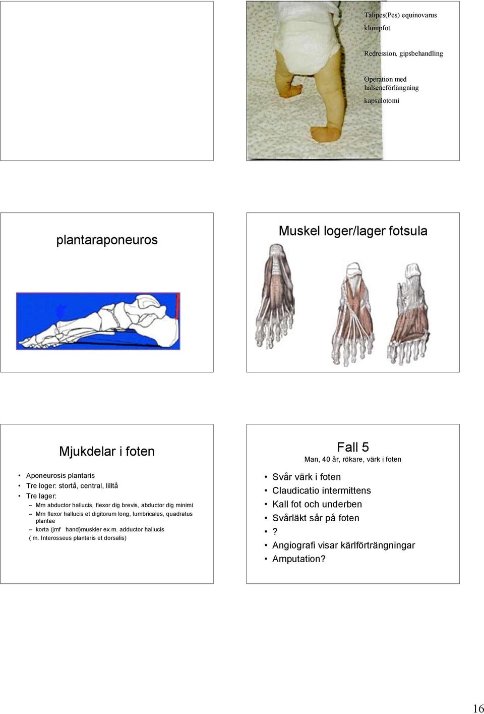 hallucis et digitorum long, lumbricales, quadratus plantae korta (jmf hand)muskler ex m. adductor hallucis ( m.