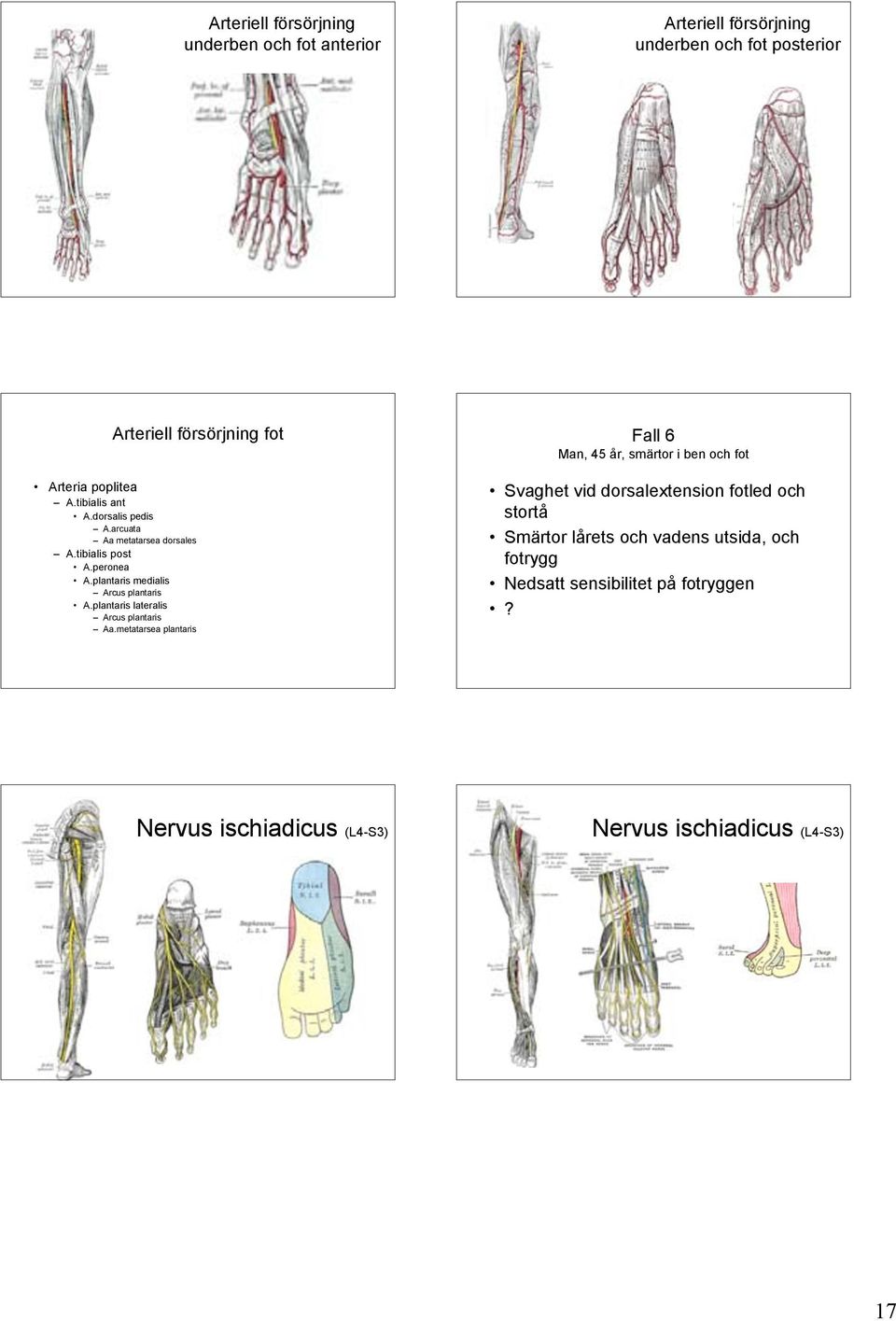 plantaris lateralis Arcus plantaris Aa.