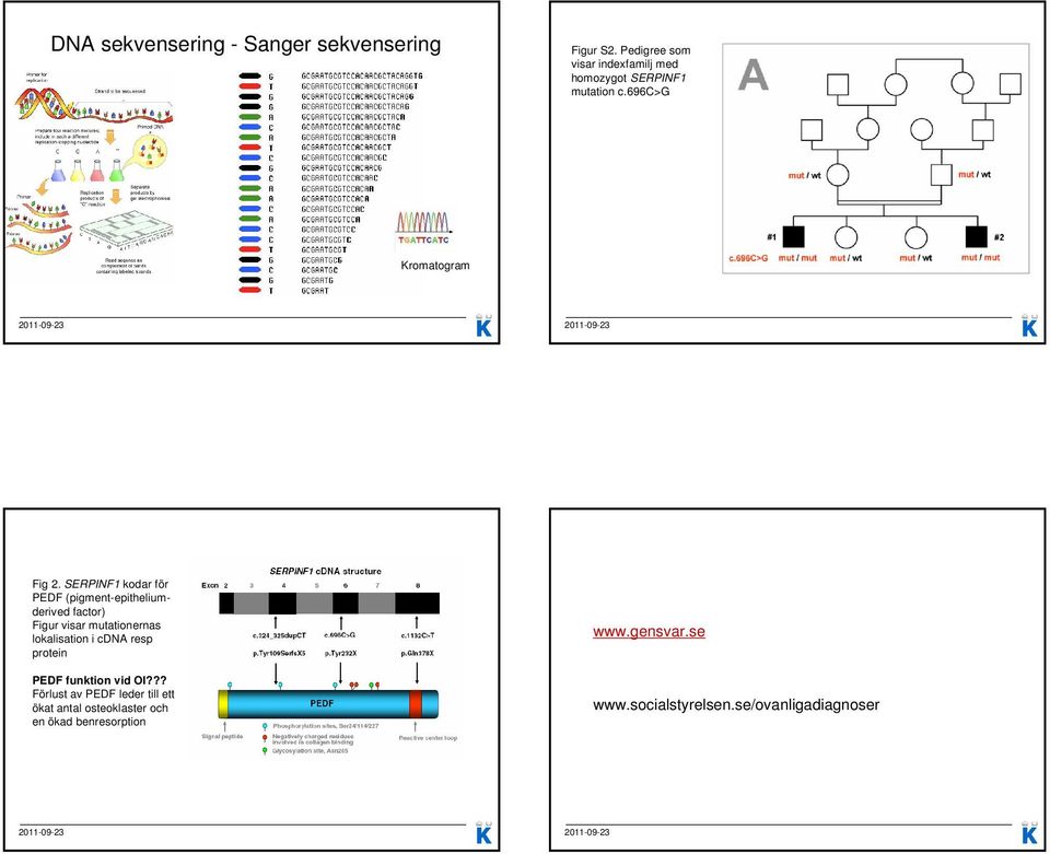 SERPINF1 kodar för PEDF (pigment-epitheliumderived factor) Figur visar mutationernas lokalisation i cdna