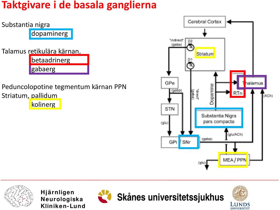 retikulära kärnan, betaadrinerg gabaerg