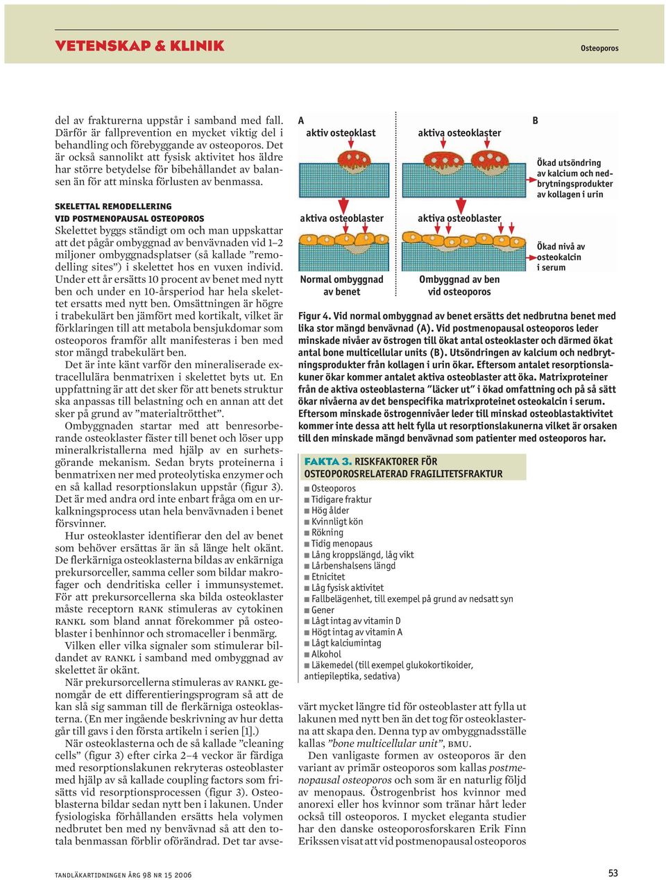 A aktiv osteoklast aktiva osteoblaster Normal ombyggnad av benet aktiva osteoklaster aktiva osteoblaster Ombyggnad av ben vid osteoporos FAKTA 3.