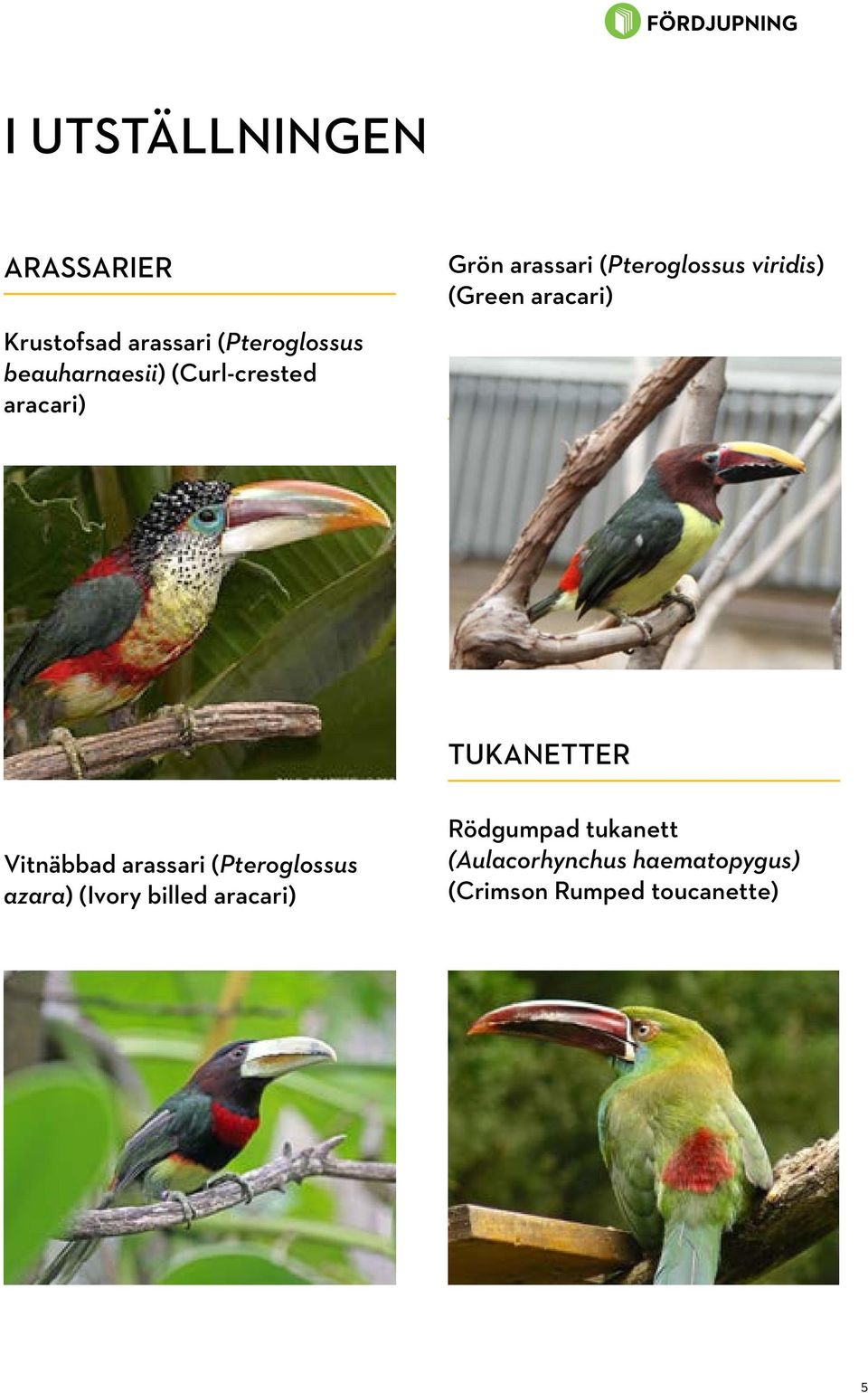 Tukanetter Vitnäbbad arassari (Pteroglossus azara) (Ivory billed aracari)