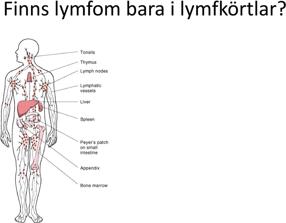 bara i