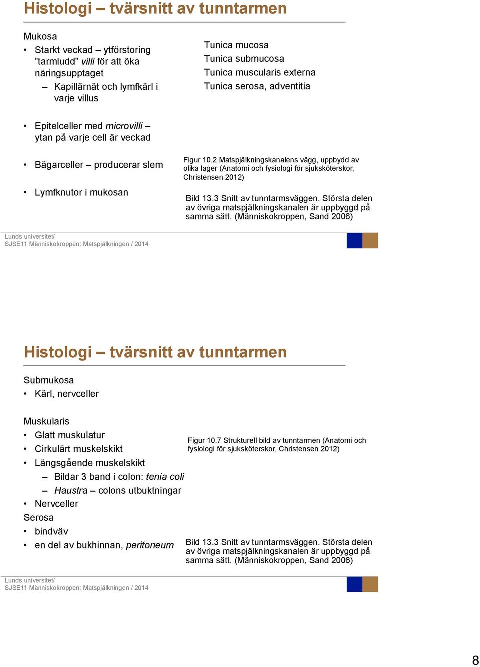 2 Matspjälkningskanalens vägg, uppbydd av olika lager (Anatomi och fysiologi för sjuksköterskor, Christensen 2012) Bild 13.3 Snitt av tunntarmsväggen.