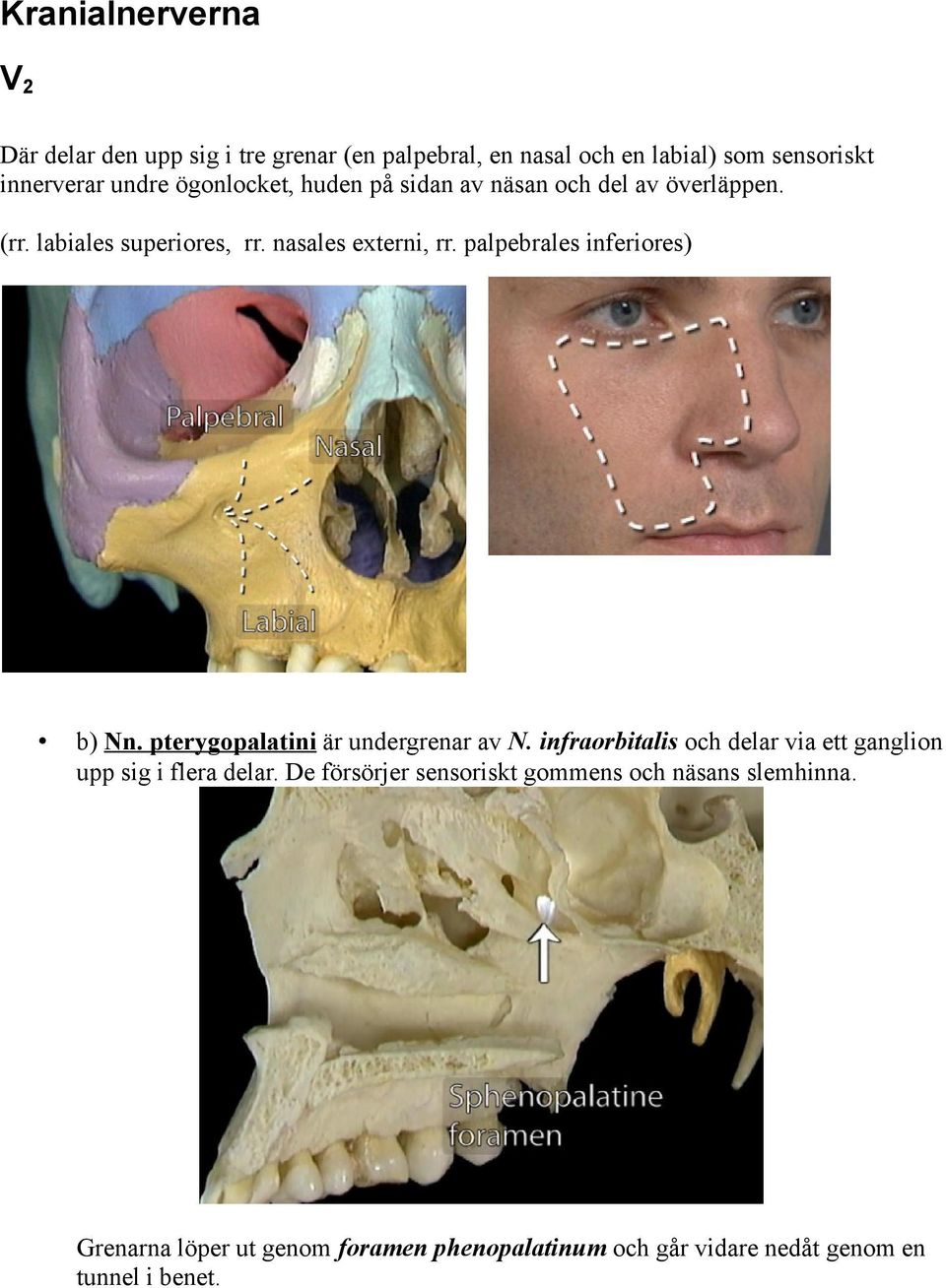 palpebrales inferiores) b) Nn. pterygopalatini är undergrenar av N.