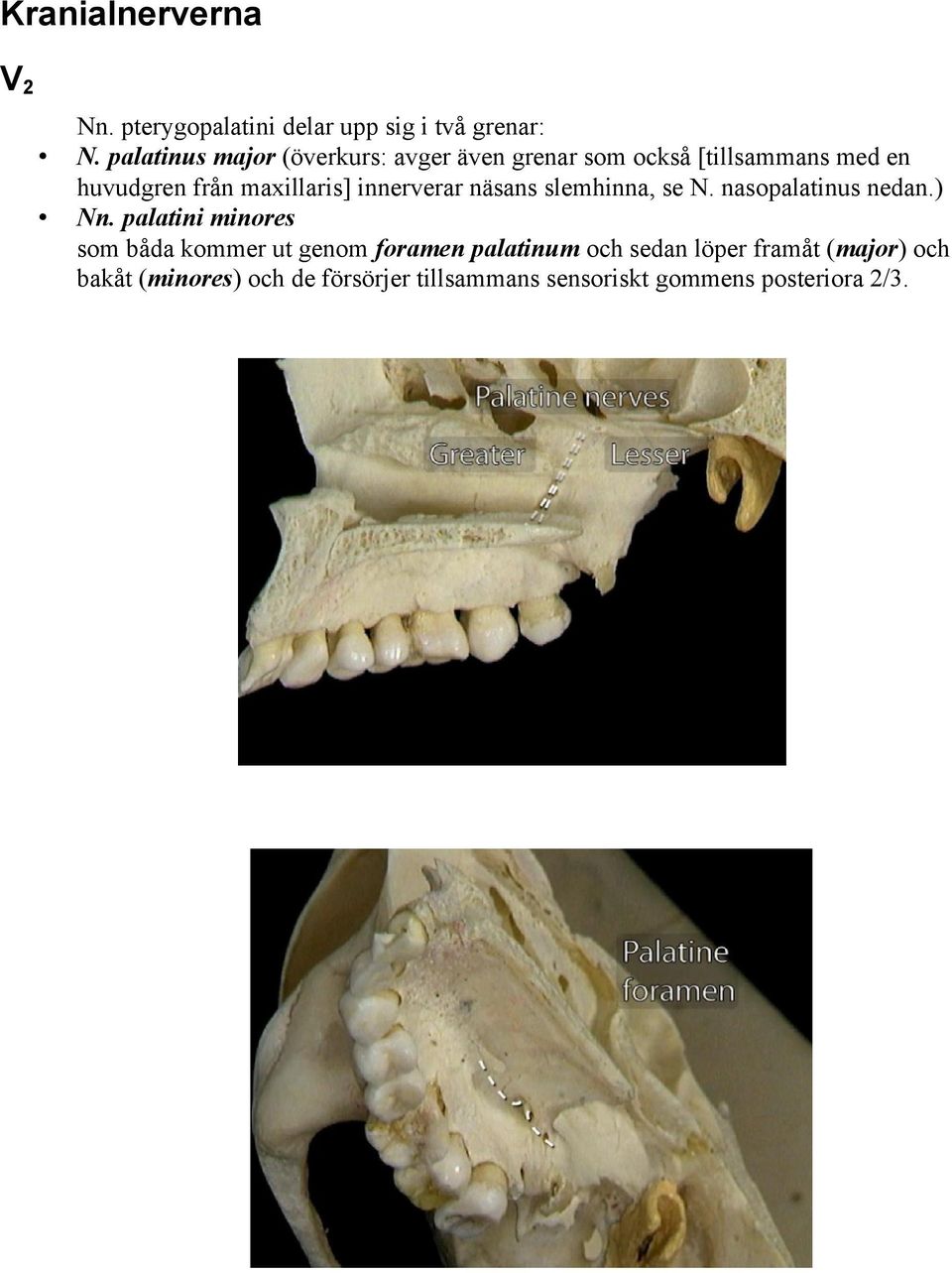 maxillaris] innerverar näsans slemhinna, se N. nasopalatinus nedan.) Nn.