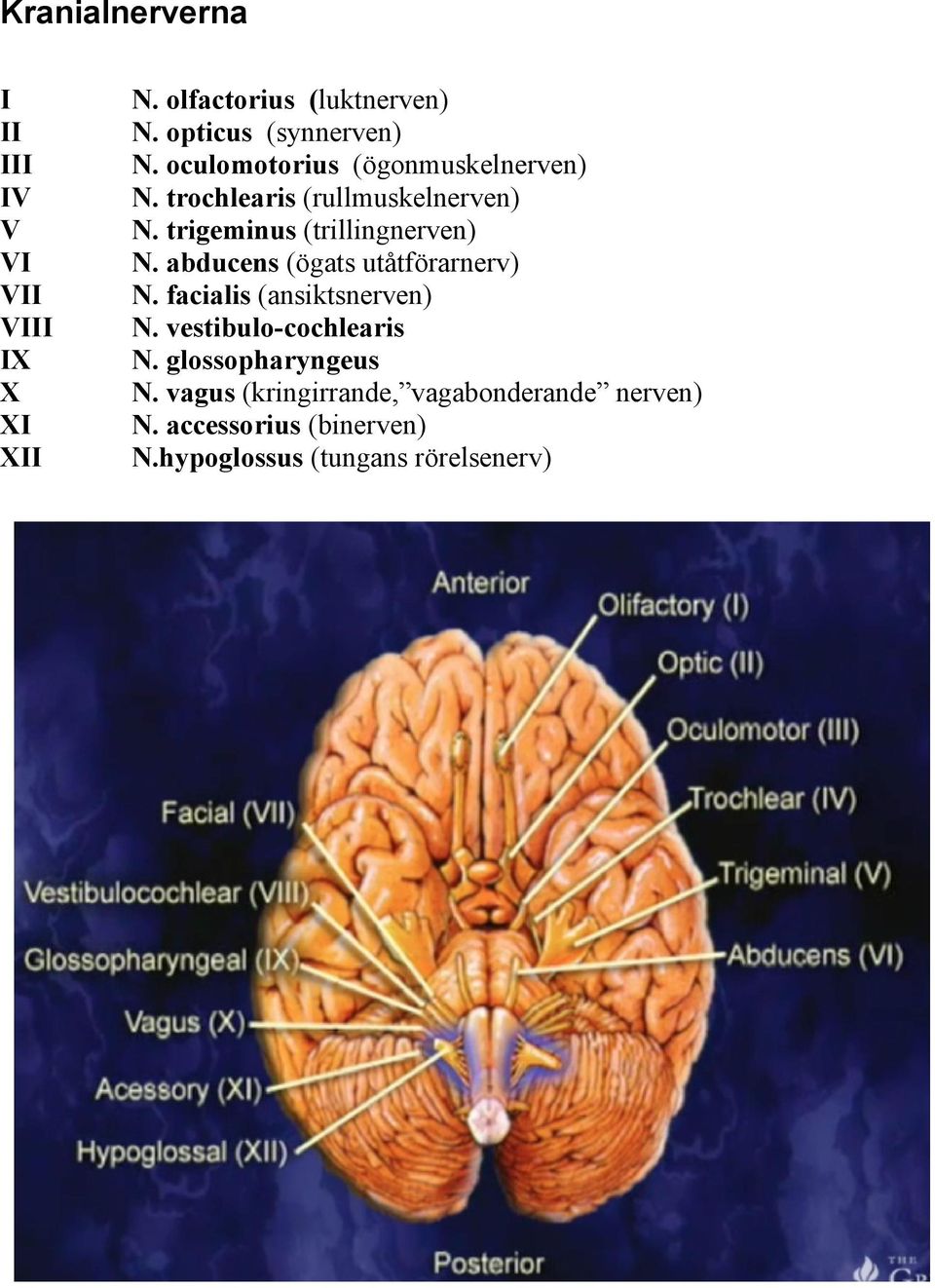 abducens (ögats utåtförarnerv) N. facialis (ansiktsnerven) N. vestibulo-cochlearis N.