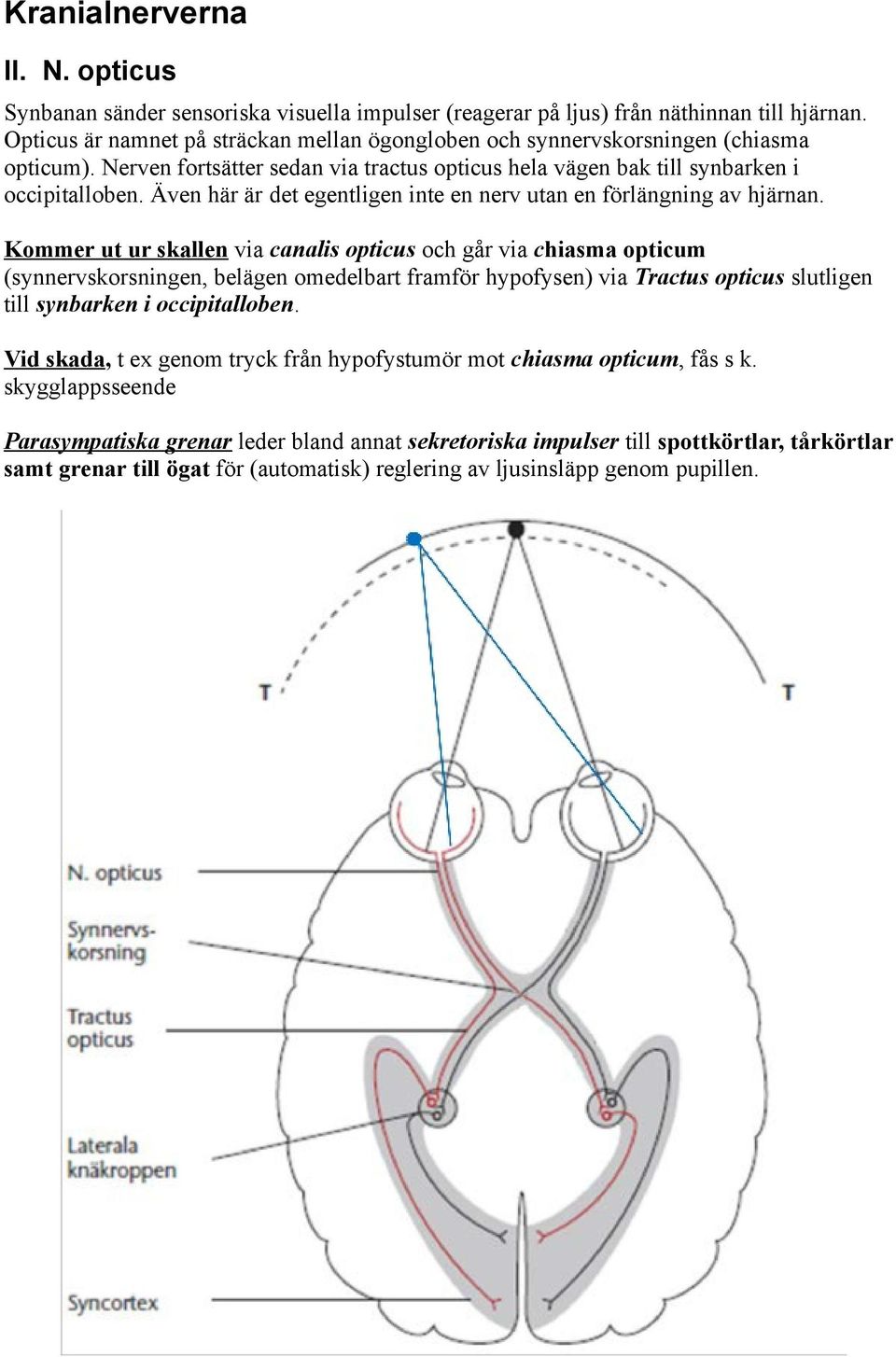 Kommer ut ur skallen via canalis opticus och går via chiasma opticum (synnervskorsningen, belägen omedelbart framför hypofysen) via Tractus opticus slutligen till synbarken i occipitalloben.