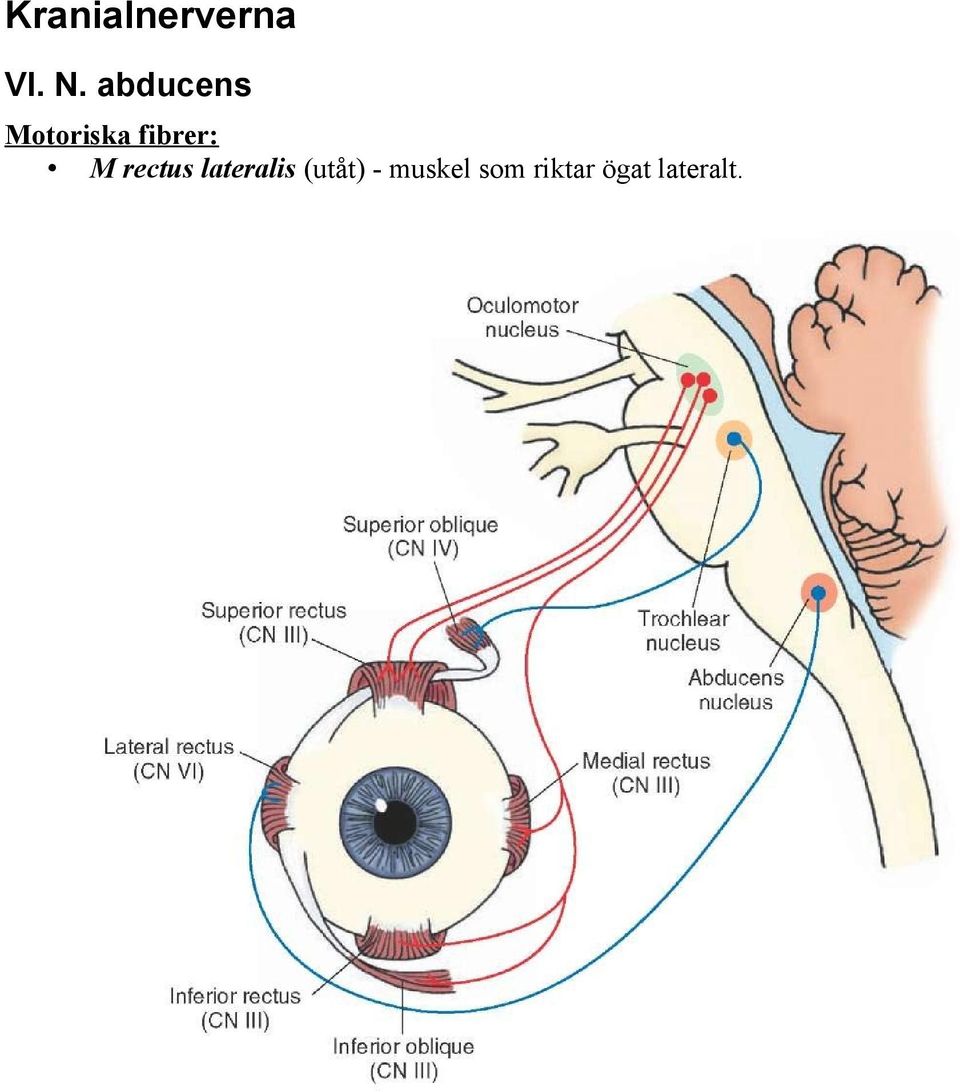 fibrer: M rectus