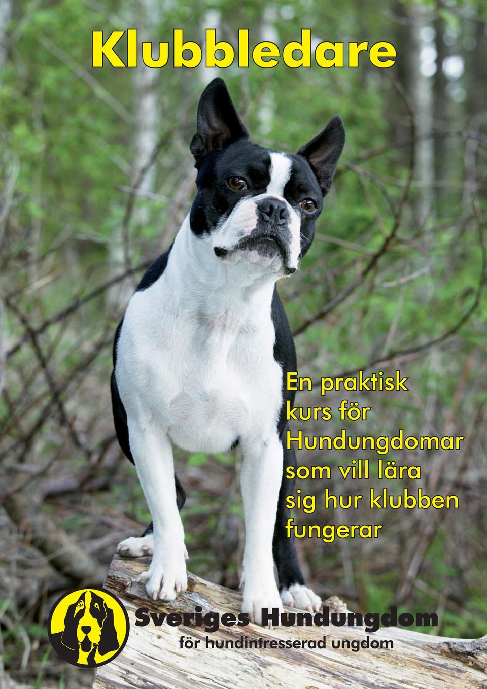 Hundungdomar som