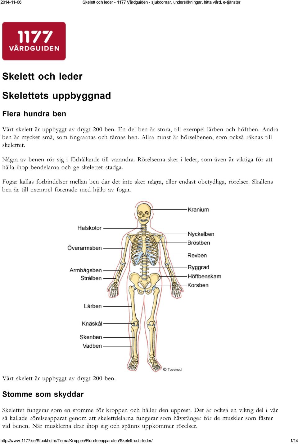 Rörelserna sker i leder, som även är viktiga för att hålla ihop bendelarna och ge skelettet stadga. Fogar kallas förbindelser mellan ben där det inte sker några, eller endast obetydliga, rörelser.