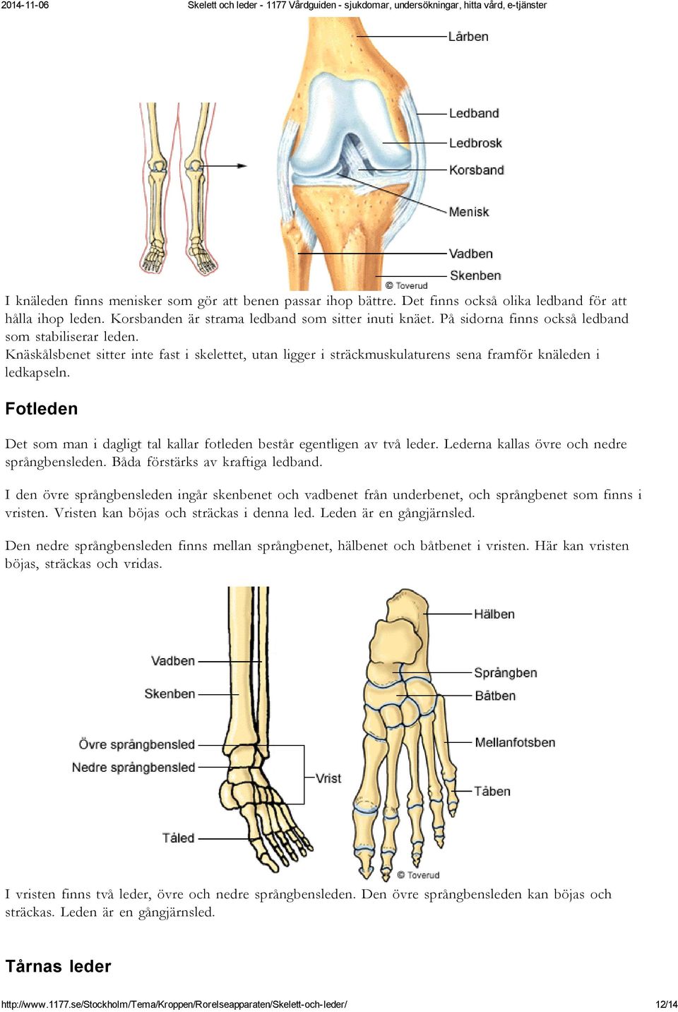 Fotleden Det som man i dagligt tal kallar fotleden består egentligen av två leder. Lederna kallas övre och nedre språngbensleden. Båda förstärks av kraftiga ledband.