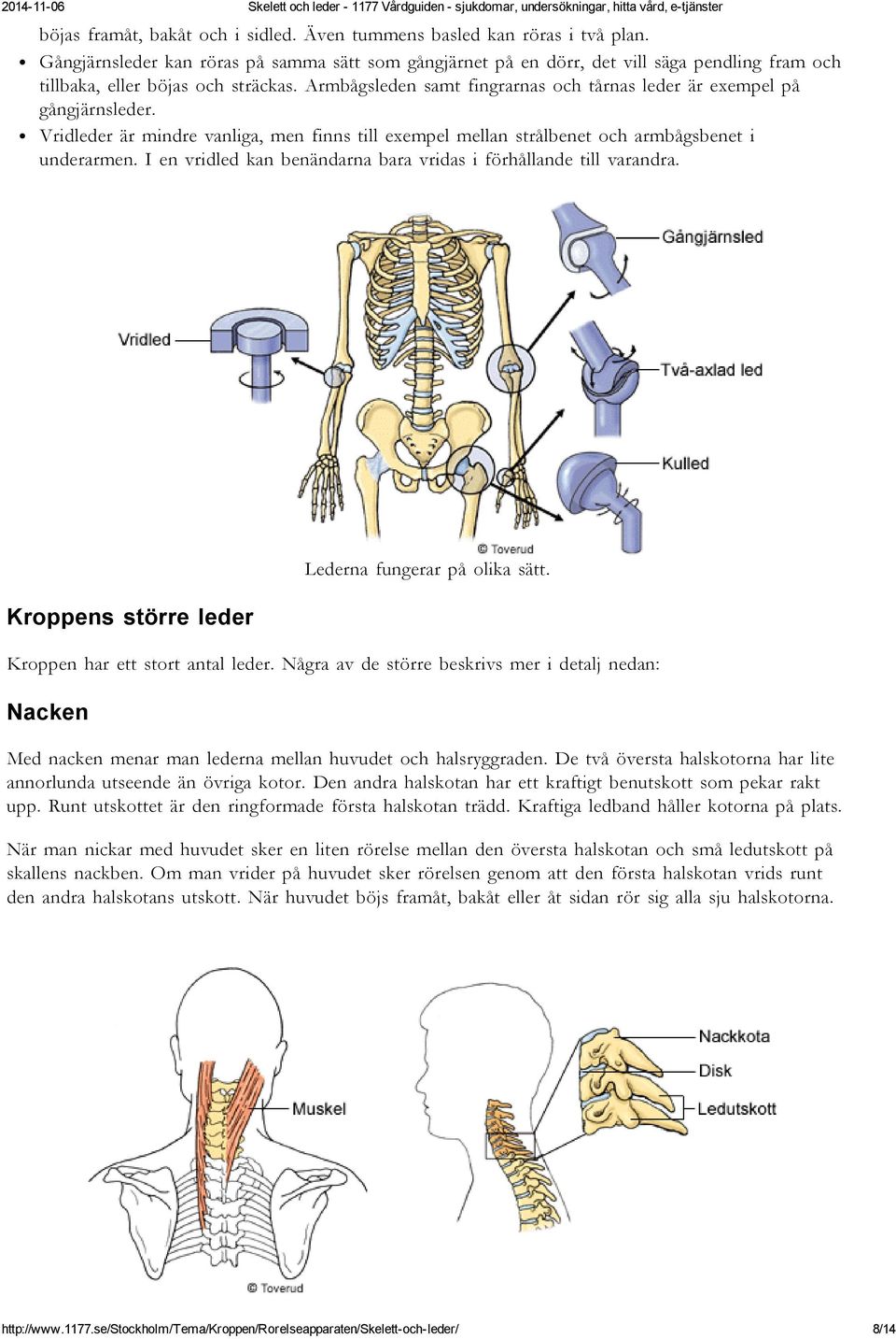 Skelett och leder. Skelettets uppbyggnad. Flera hundra ben. Stomme ...