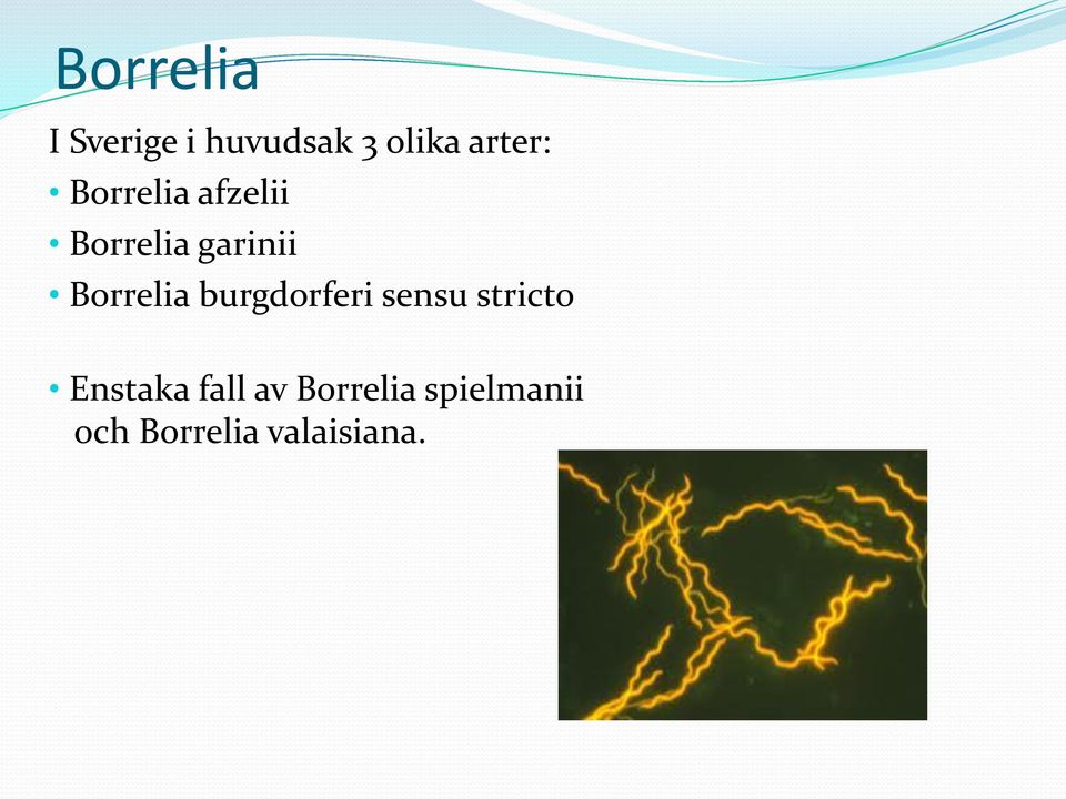 Borrelia burgdorferi sensu stricto Enstaka