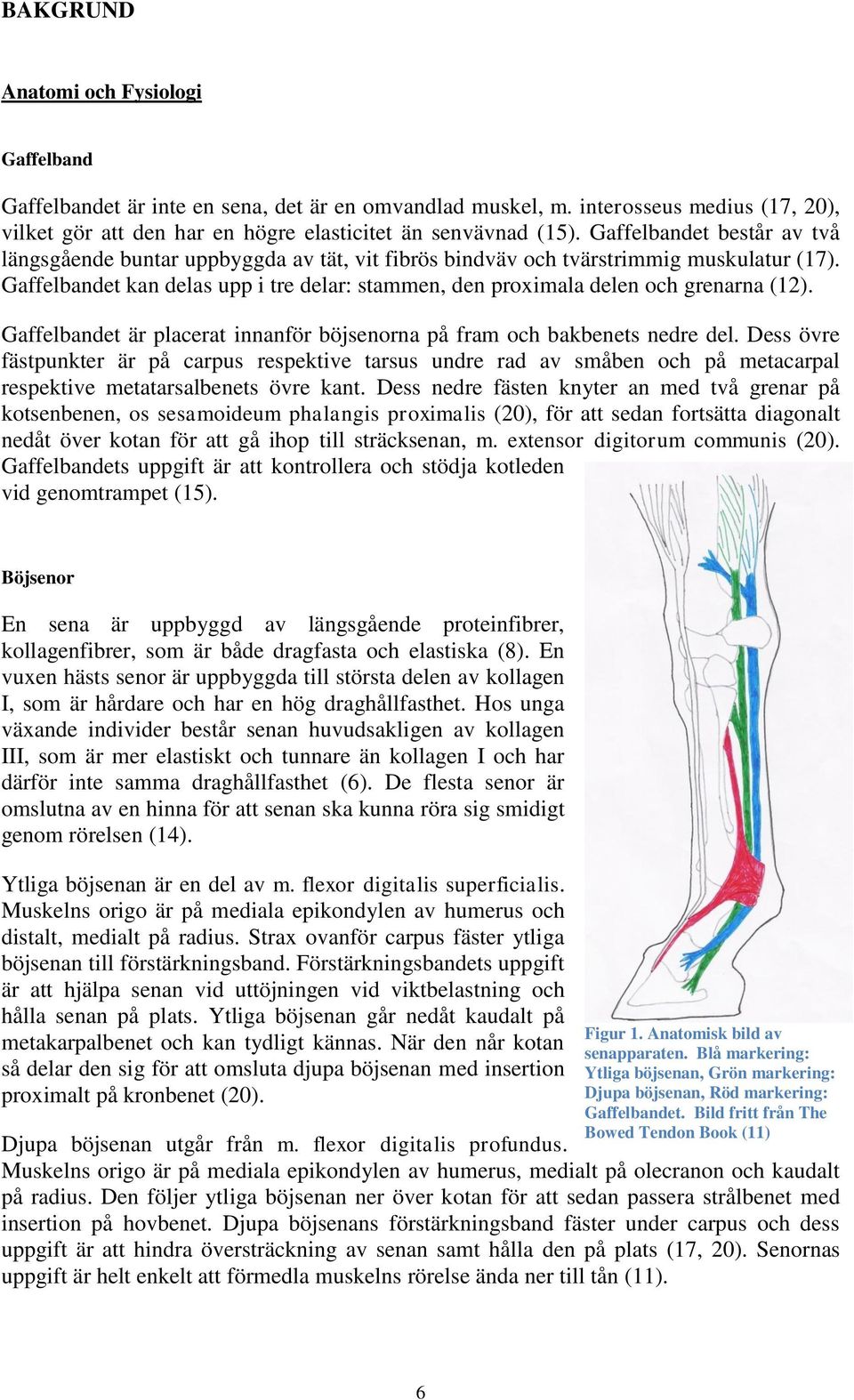 Gaffelbandet kan delas upp i tre delar: stammen, den proximala delen och grenarna (12). Gaffelbandet är placerat innanför böjsenorna på fram och bakbenets nedre del.