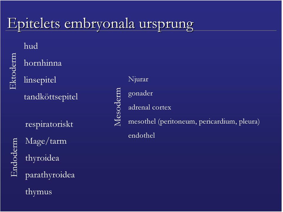 Mage/tarm thyroidea parathyroidea Mesoderm Njurar gonader